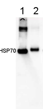 HSP70 | Positive control/quantitation standard in the group Antibodies Plant/Algal  / Photosynthesis  / Protein standards-quantitation at Agrisera AB (Antibodies for research) (AS08 371S)